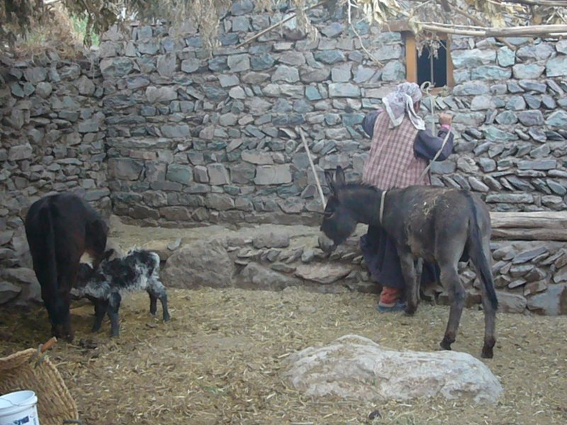 Travel - India - Ladakh - Trip to Alchi - Alchi